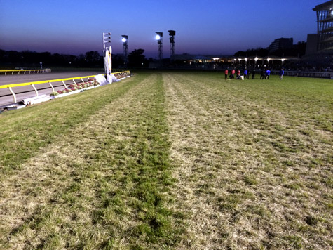 参考までにJC後の東京の芝はこんなんでした。馬が走った後ってすごい……。